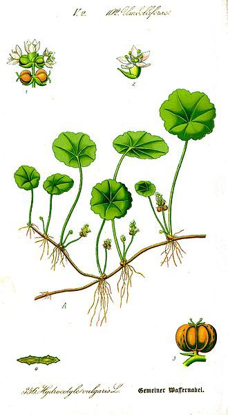 File:Illustration Hydrocotyle vulgaris0.jpg