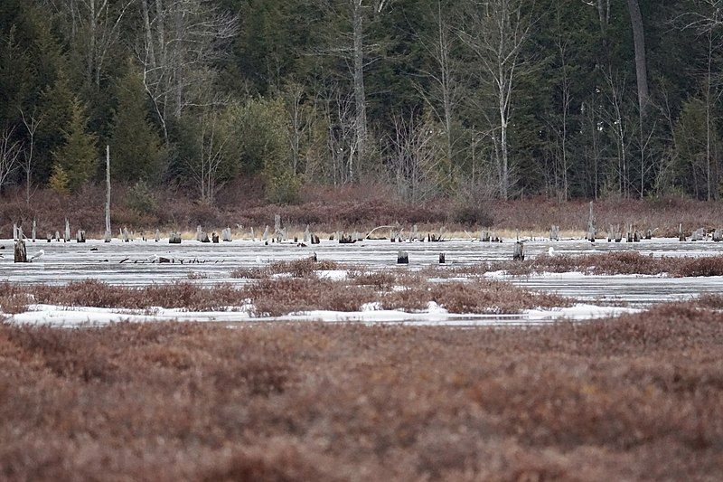 File:Knight's pond winter.jpg