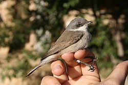 Lesser whitethroat