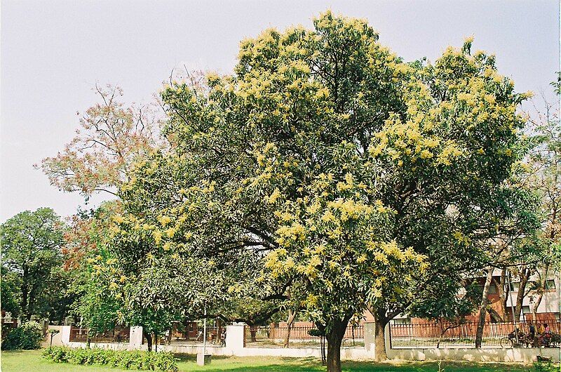 File:Mango blossoms.jpg