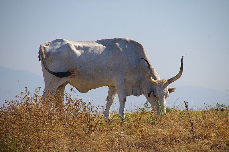 File:Maremmana cattle 2008.jpg