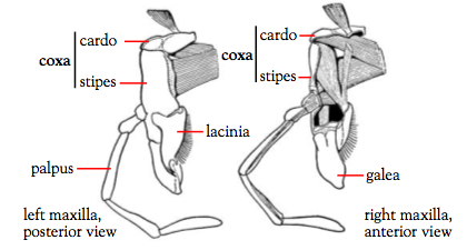 File:Maxilla.tiff