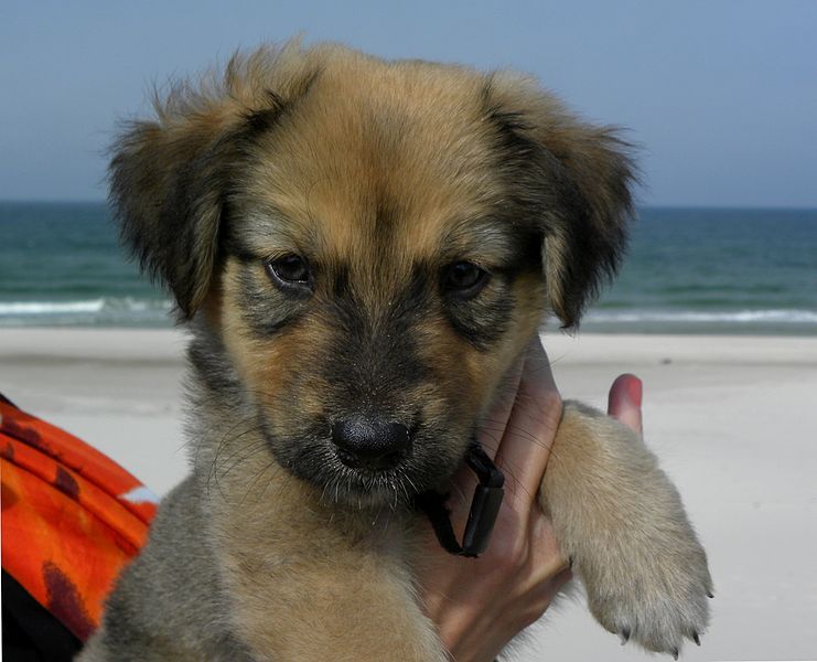 File:Mixed breed puppy.jpg