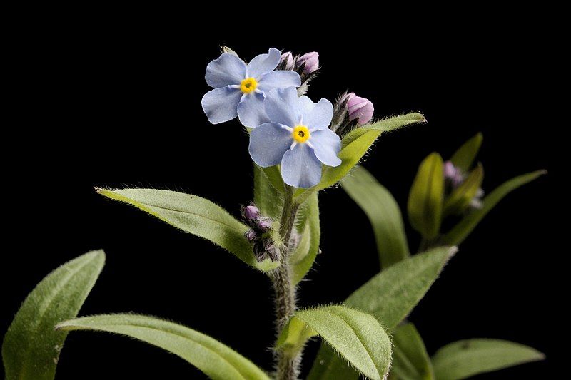 File:Myosotis alpestris20170511 7540.jpg