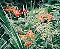 escaped Crocosmia