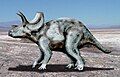 Ojoceratops