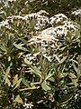 Olearia traversii