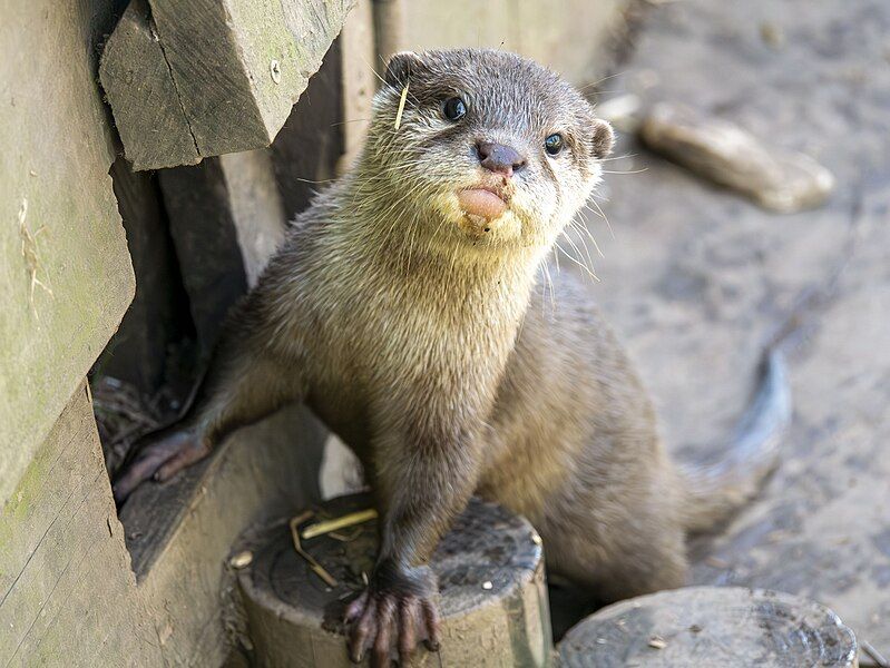 File:Otter Pup.jpg