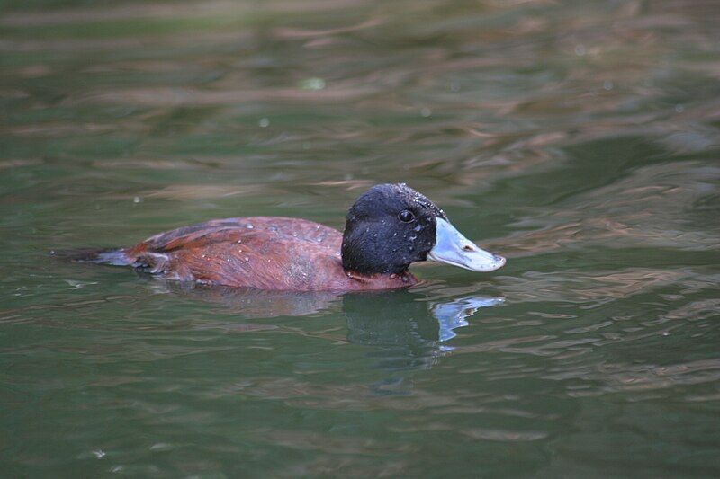 File:Oxyura maccoa.jpg