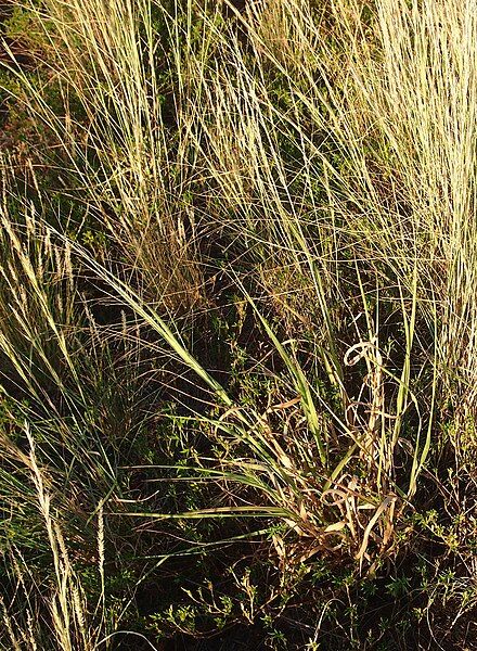 File:Panicum decompositum habit.jpg