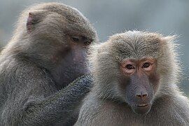 Hamadryas baboons (Papio hamadryas) socially grooming.