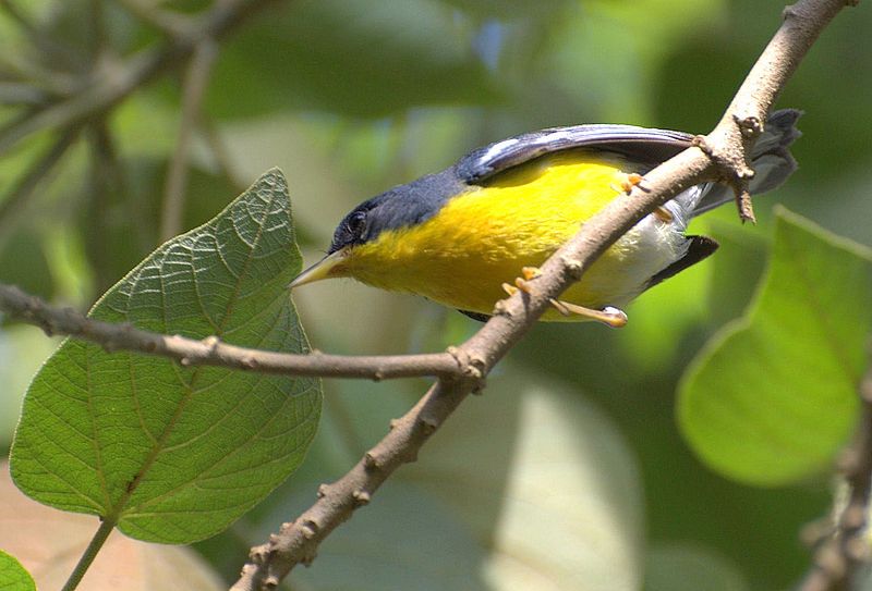 File:Parula pitiayumi.jpg