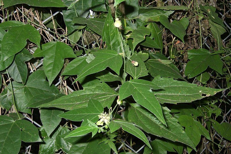 File:Passiflora suberosa.jpg