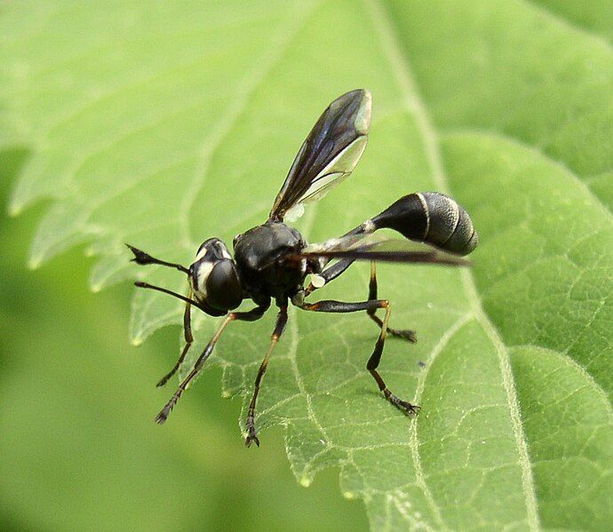 File:Physocephala tibialis male.jpg