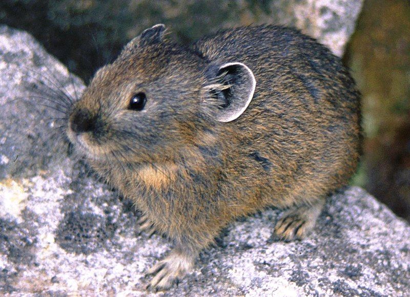 File:Pika in Nipesotsuyama.jpg