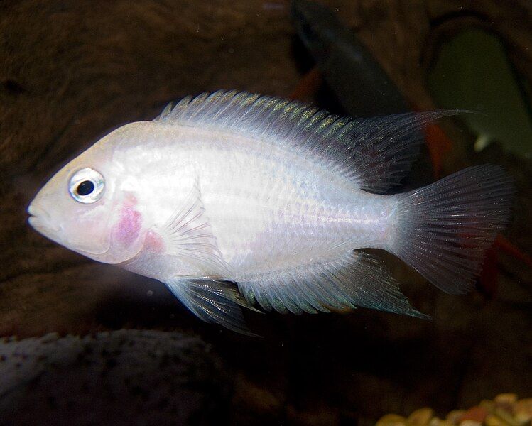 File:Pink Convict Cichlid.jpg