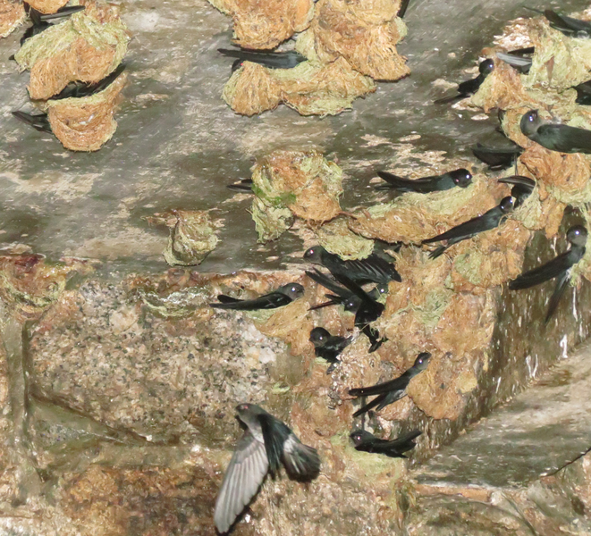 File:Plume-toed swiftlet colony.png