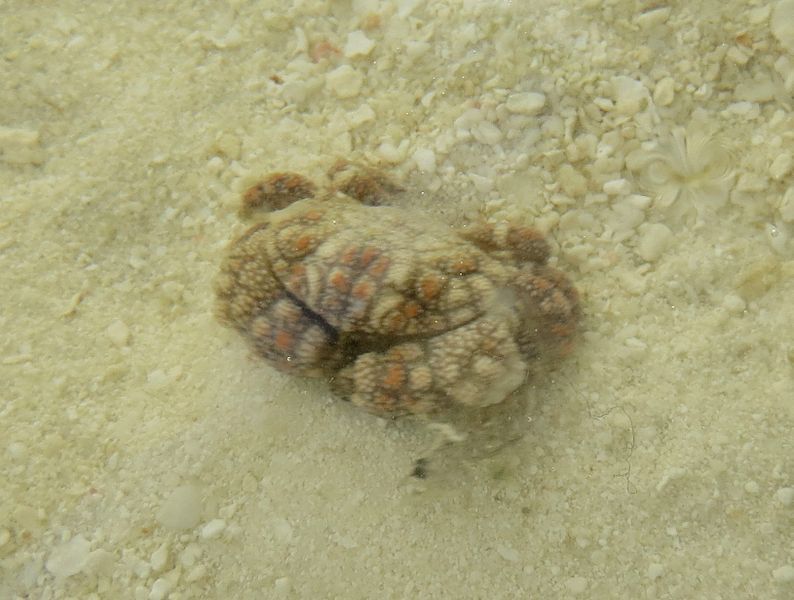 File:Pseudoliomera speciosa Landaagiraavaru.JPG