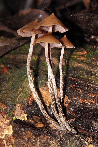 File:Psilocybe yungensis 165134.jpg