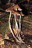 The mushrooms Psilocybe yungensis