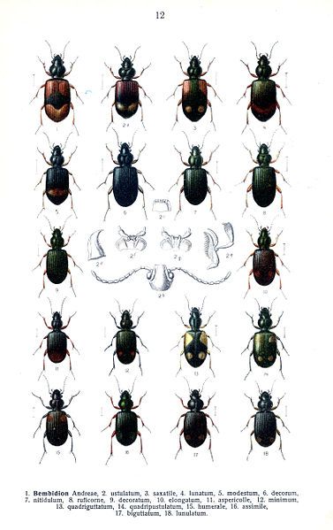 File:Reitter Bembidion2.jpg