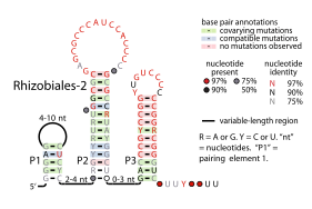 File:Rhizobiales-2-RNA.svg