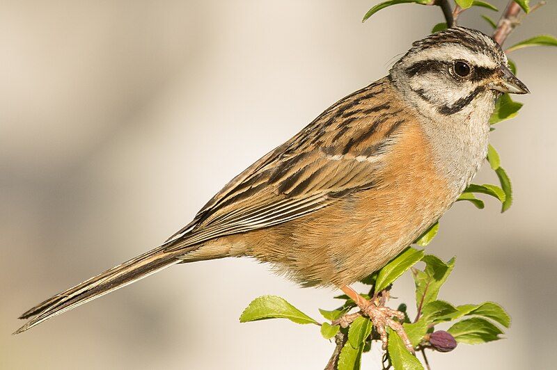 File:Rock Bunting (Cochem).jpg