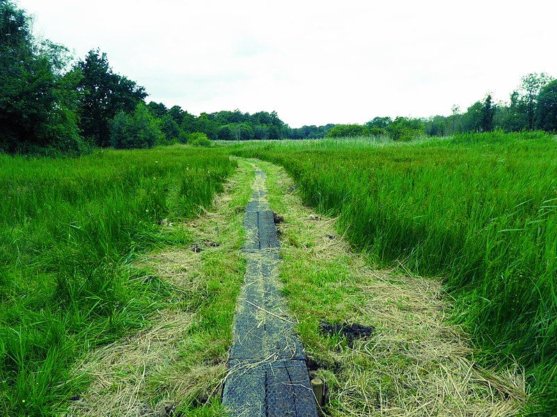 File:Roydon Fen 3.jpg