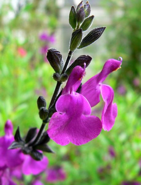 File:Salvia muelleri 2.jpg