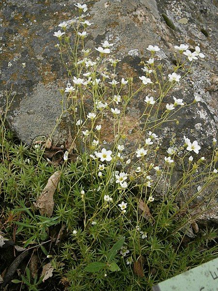 File:Saxifraga tenella 01.JPG