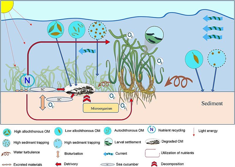 File:Seagrass-sea cucumber interactions.jpg