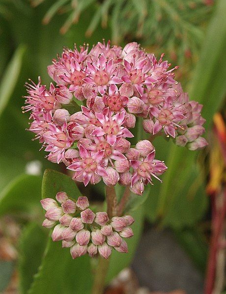 File:Sedum telephium 150805.jpg