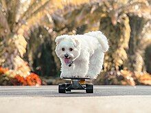 A white fluffy dog rides on a skateboard.