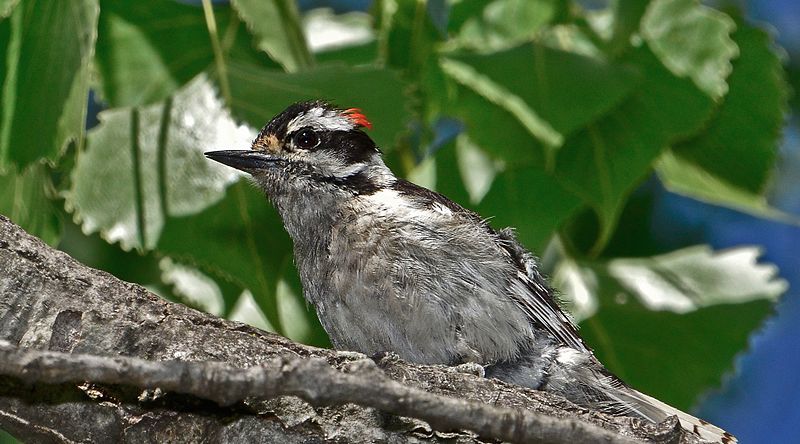 File:Spinus-downy-woodpecker-2015-06-n040683-w.jpg