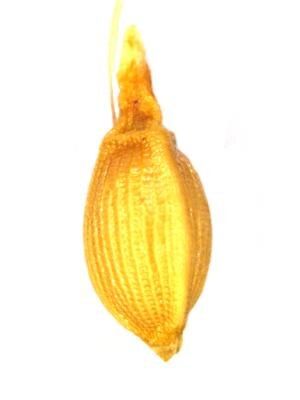 File:Spseudoloreus-nutlet.pdf