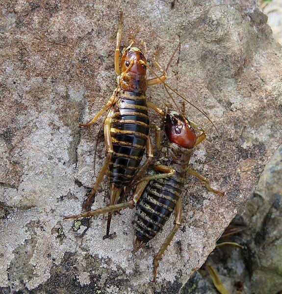 File:Stone Weta pair.jpg