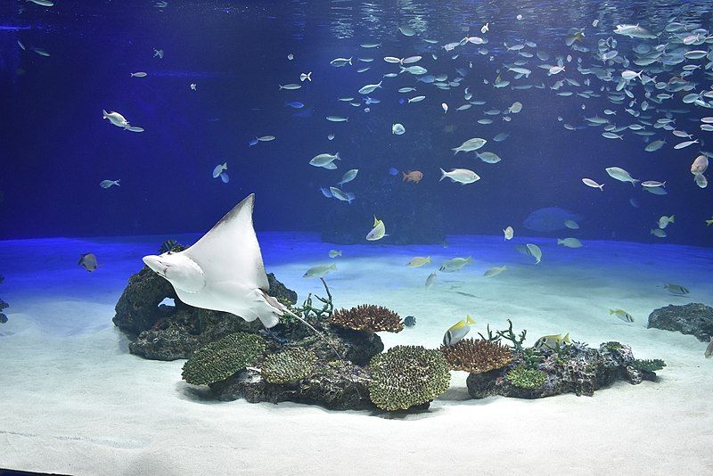 File:Sunshine Aquarium 200819k.jpg