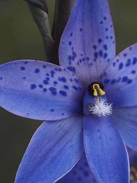 File:Thelymitra ixioides.jpg