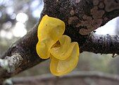 Tremella mesenterica (yellow brain fungus).