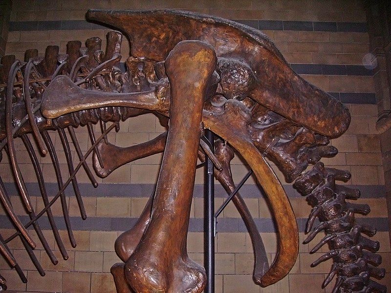 File:Triceratops pelvis NHM.JPG