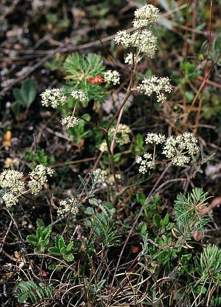 File:Trinia glauca eF.jpg