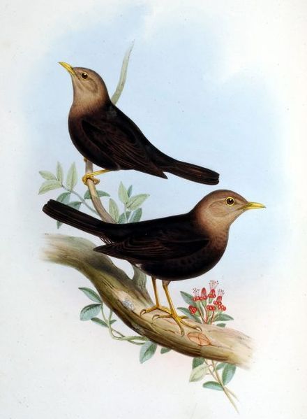 File:Turdus poliocephalus poliocephalus.jpg