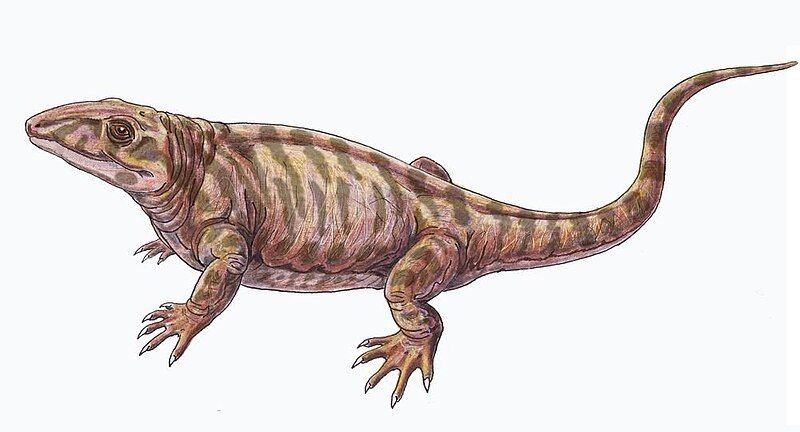 File:Varanops brevirostris2DB.jpg