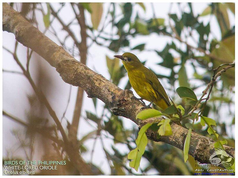 File:White-lored Oriole.jpg