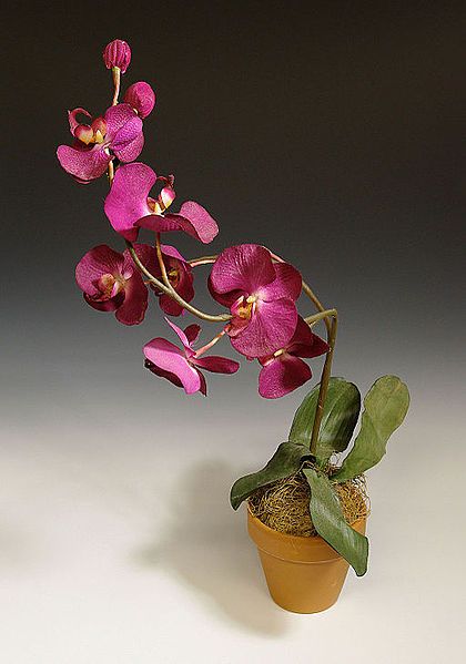 File:Wolfe-NWM-Orchid.jpg