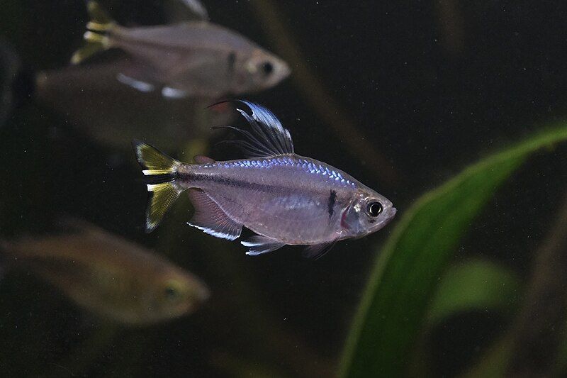 File:Yellow tailed tetra.jpg