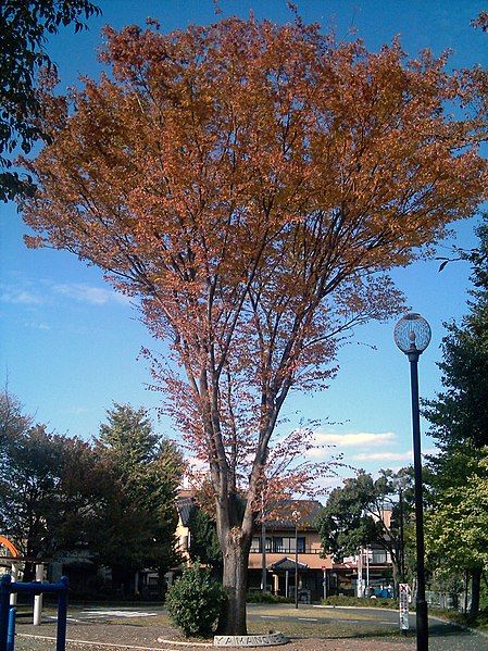 File:Zelkova serrata japan-2006.jpg