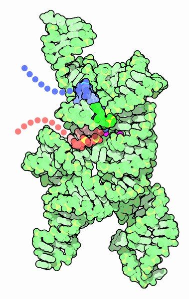 File:065-Self-Splicing-RNA-1u6b.tiff