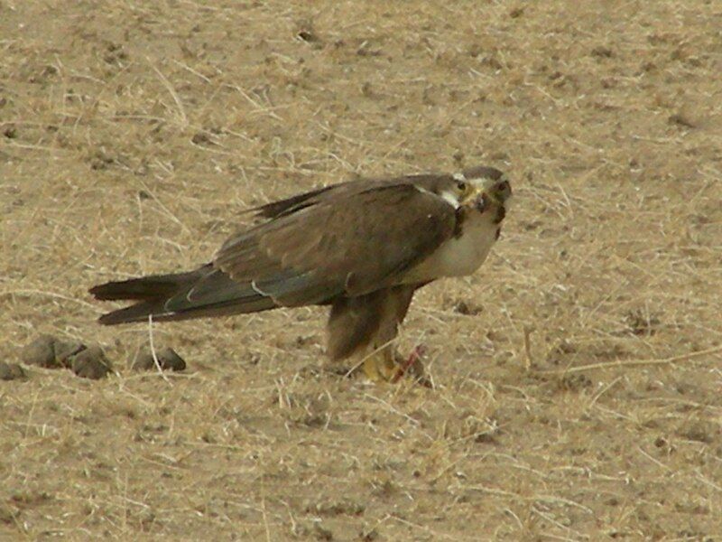 File:AB012 Laggar Falcon.JPG