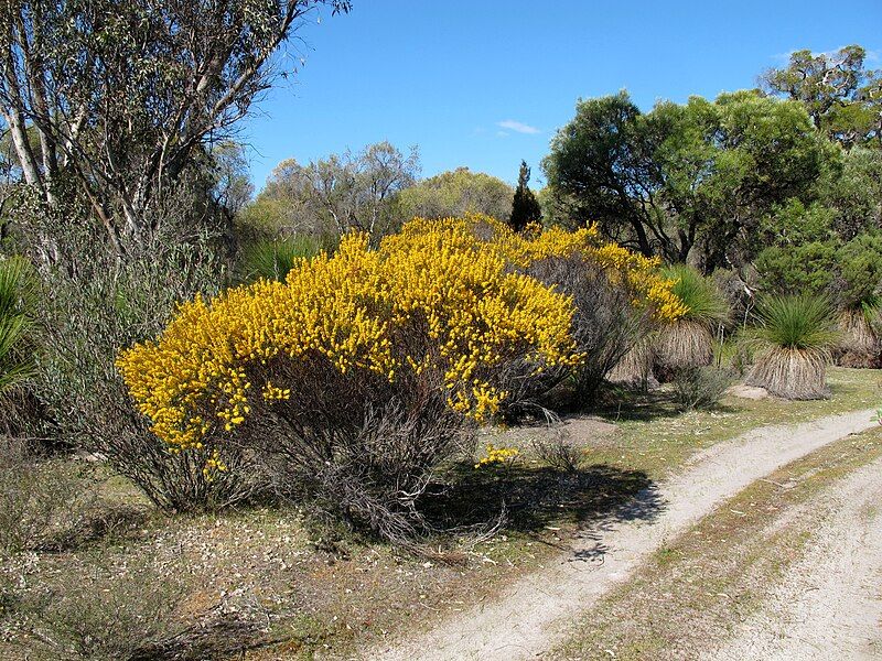 File:Acacia brachypoda (5035099738).jpg